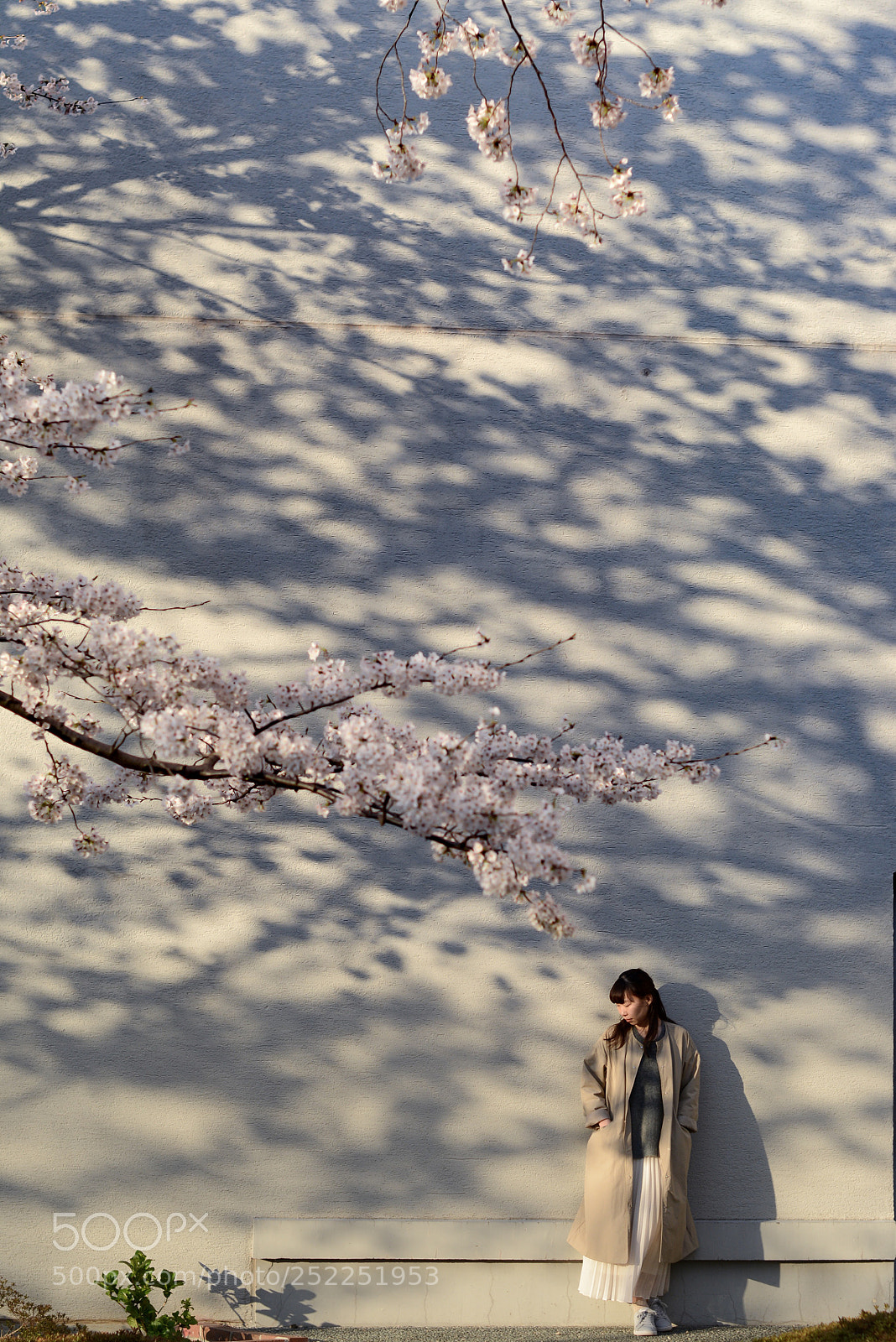 Nikon D7100 sample photo. Sakura photography