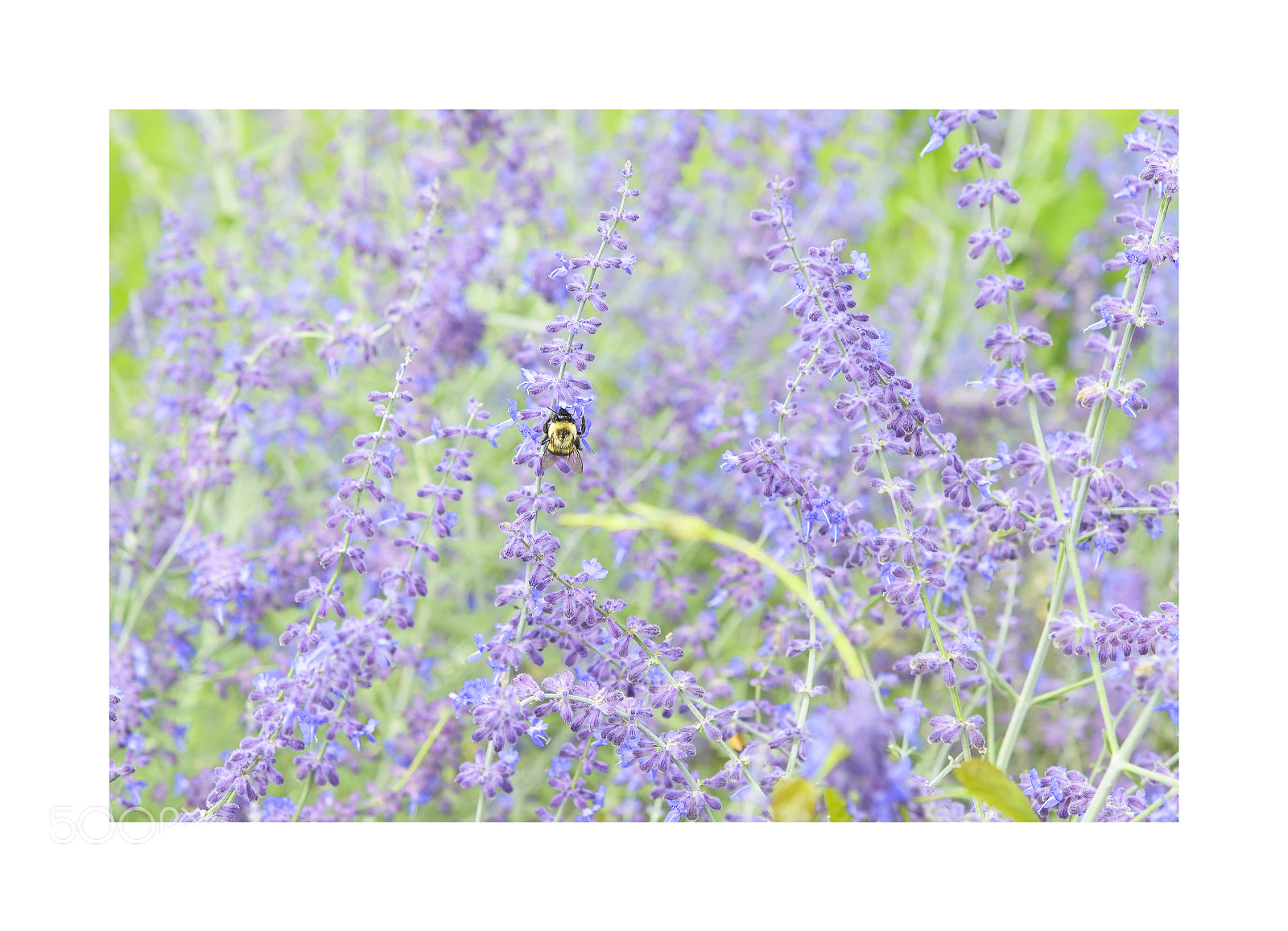 Nikon D7000 sample photo. A bee photography