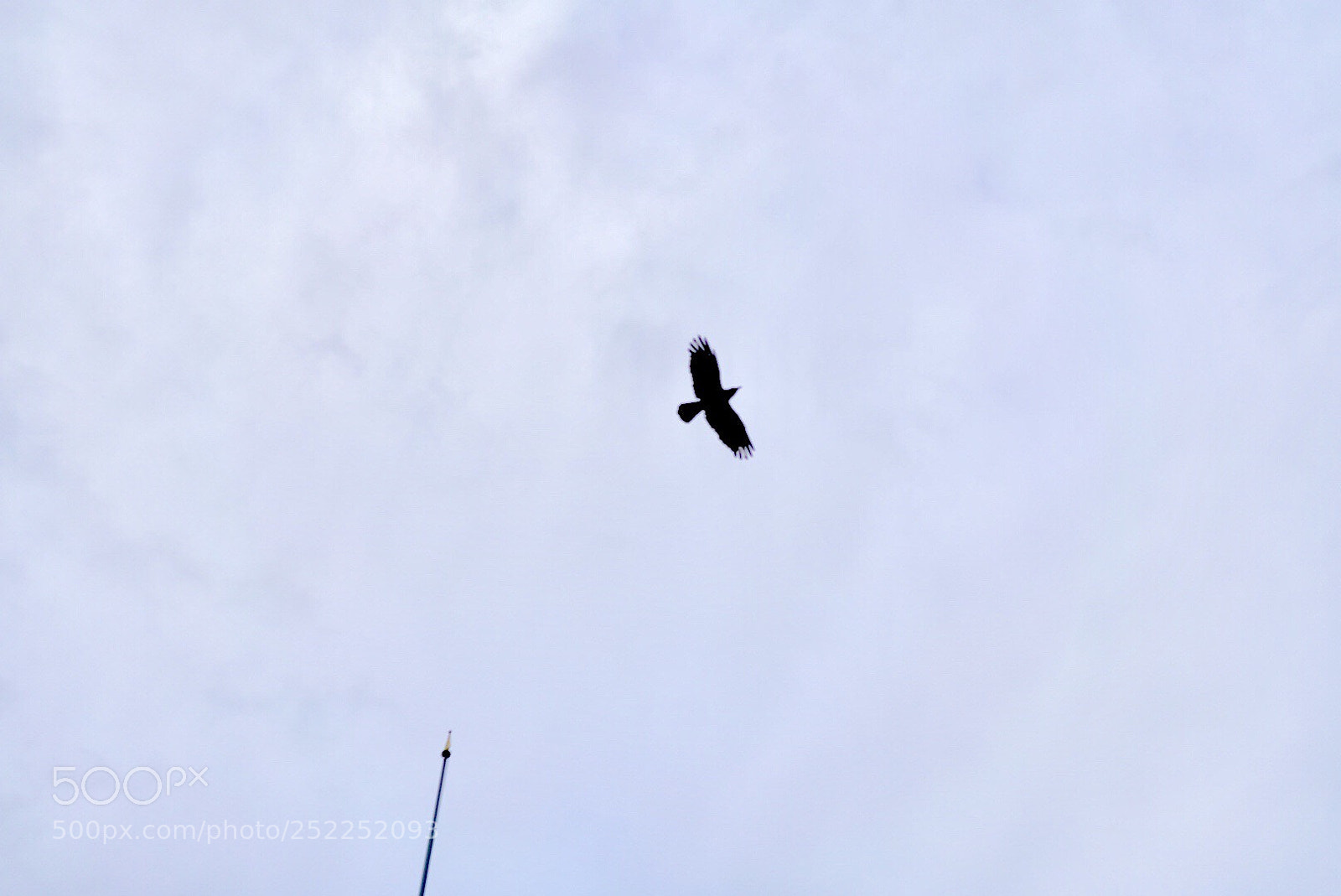 Sony a7R II sample photo. Be free photography