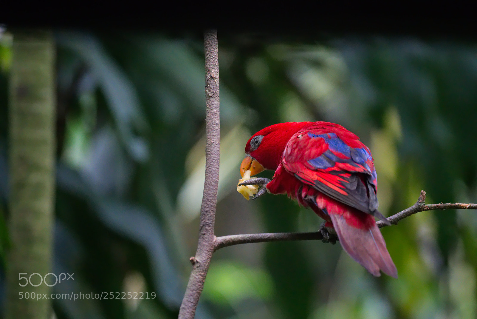 Sony a6500 sample photo. I am red lory photography