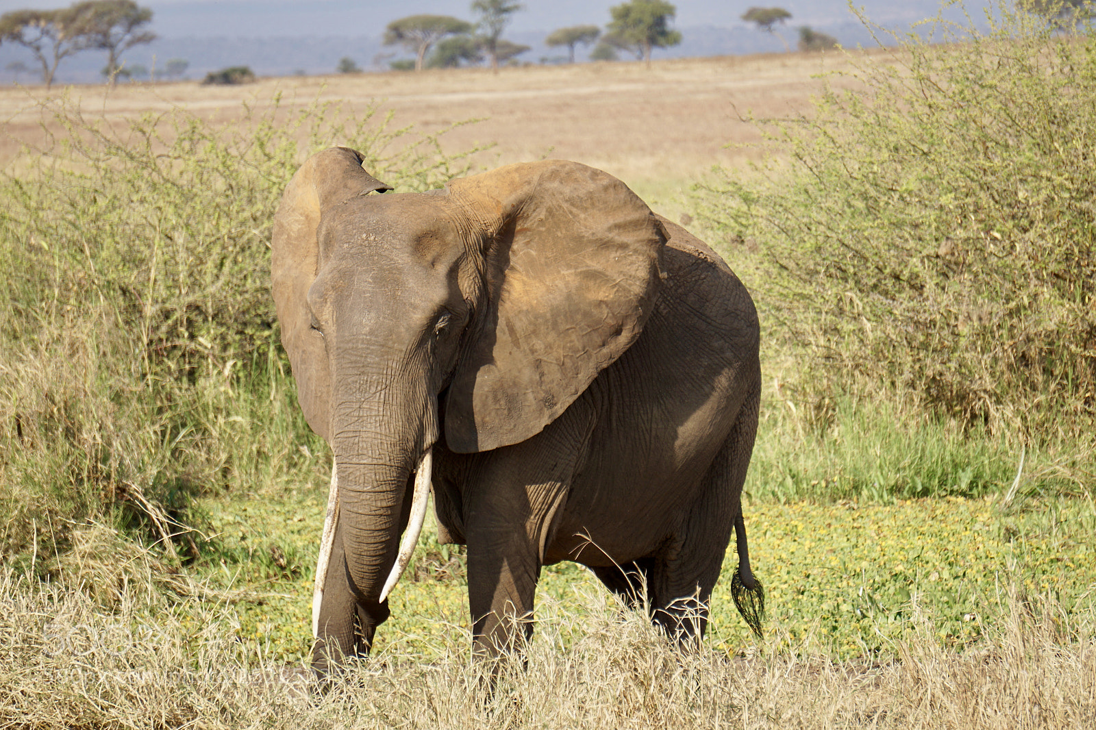 Sony a6000 sample photo. African elephants photography