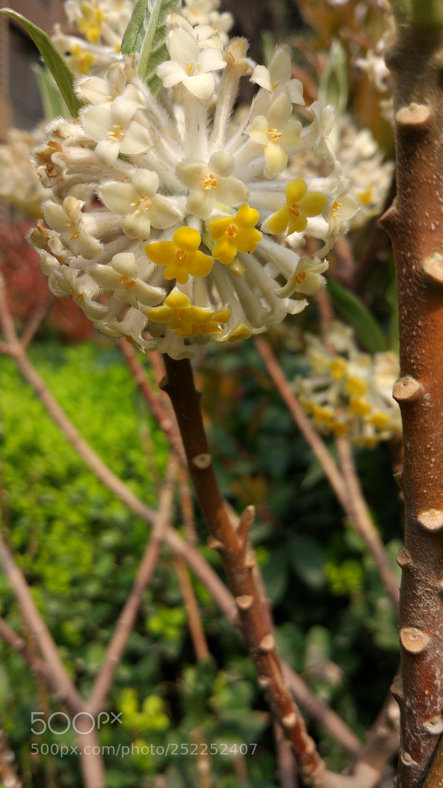 Xiaomi MI 5 sample photo. Untitled photography