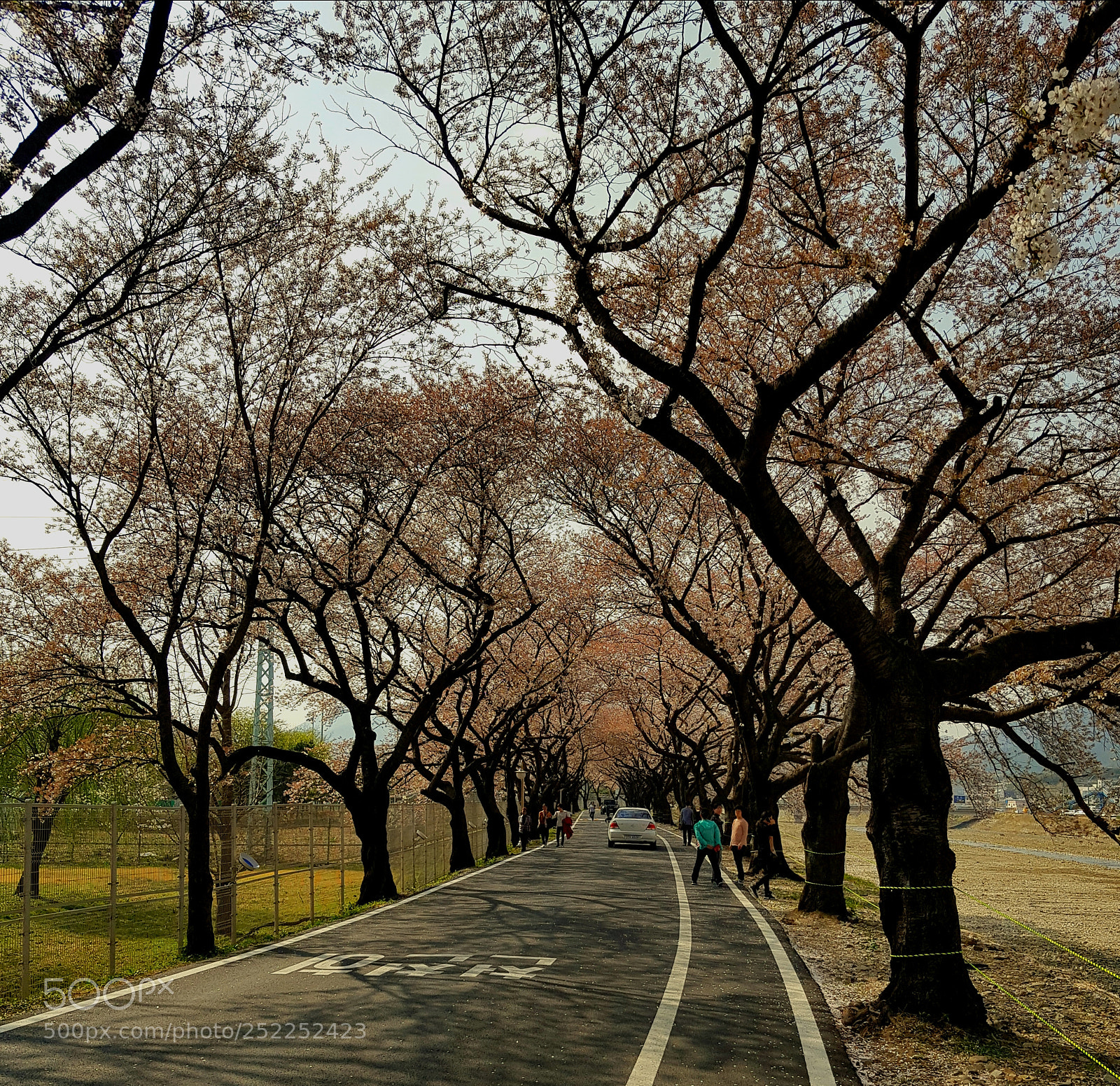Samsung Galaxy S8+ sample photo. Spring in korea photography