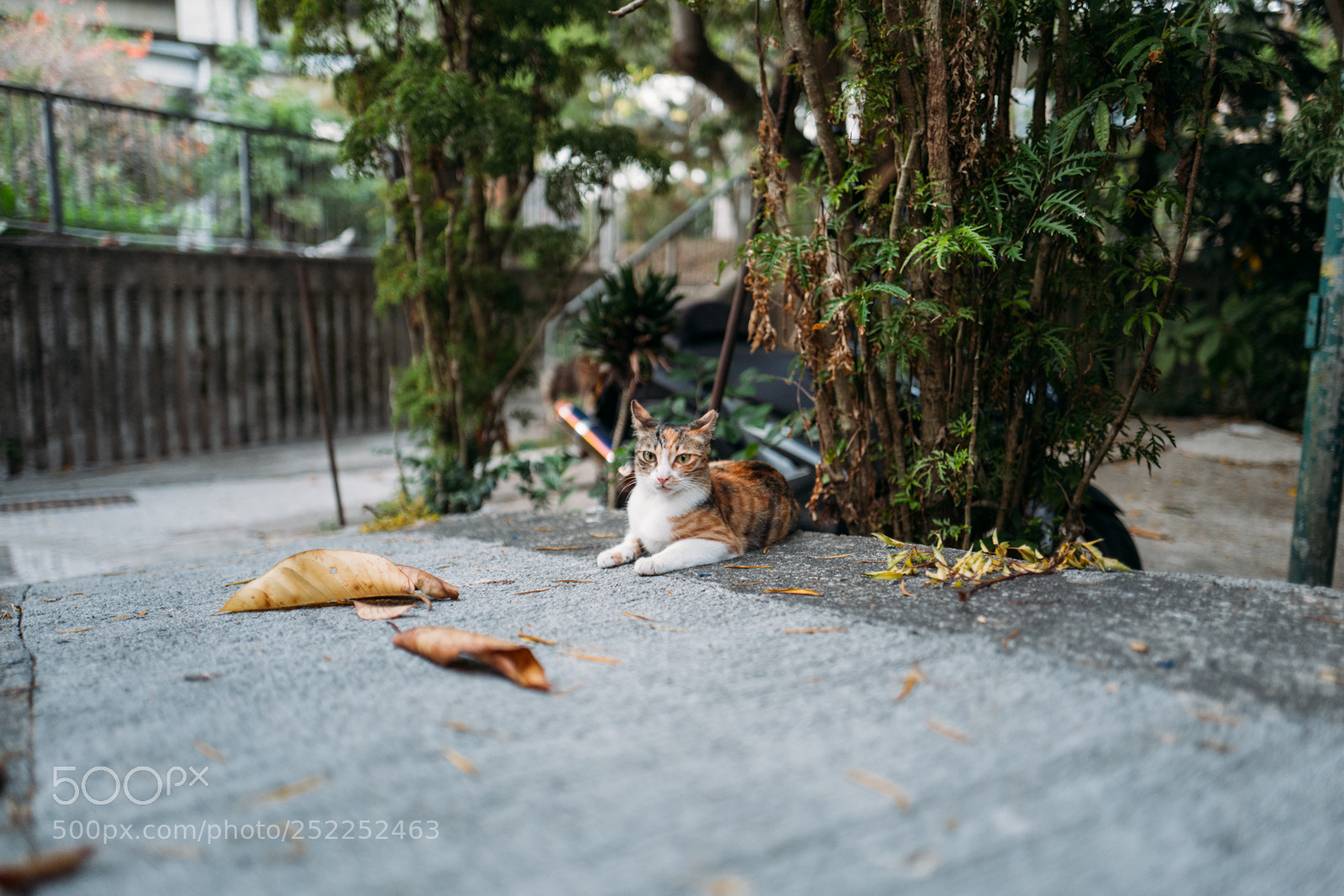 Leica Q (Typ 116) sample photo. Cat photography