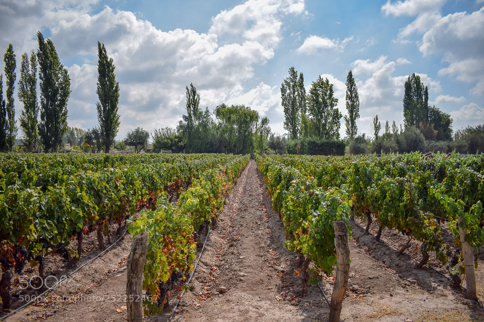 Nikon D5300 sample photo. Vineyard photography