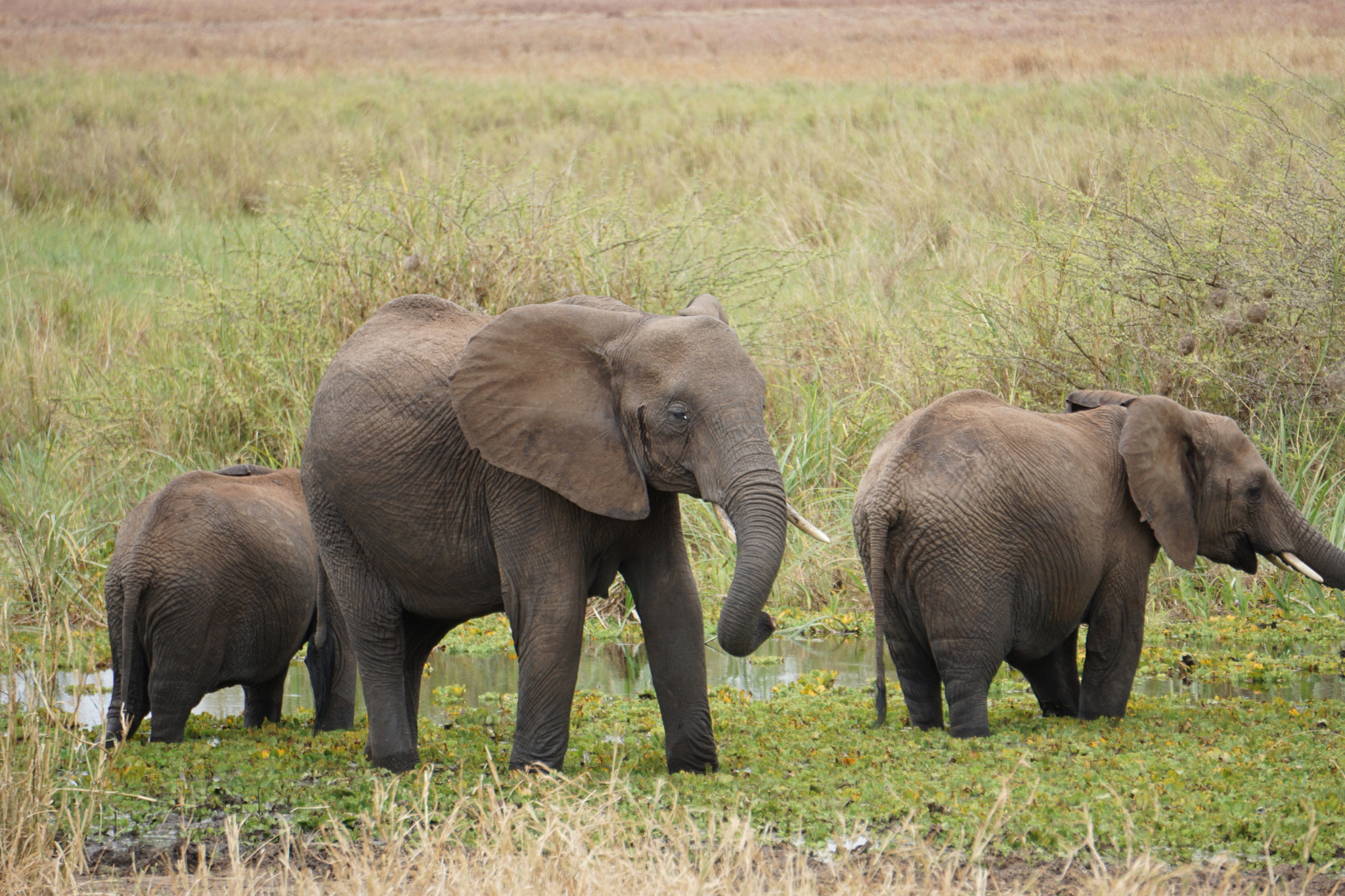 Sony E 55-210mm F4.5-6.3 OSS sample photo. Baby elephants photography