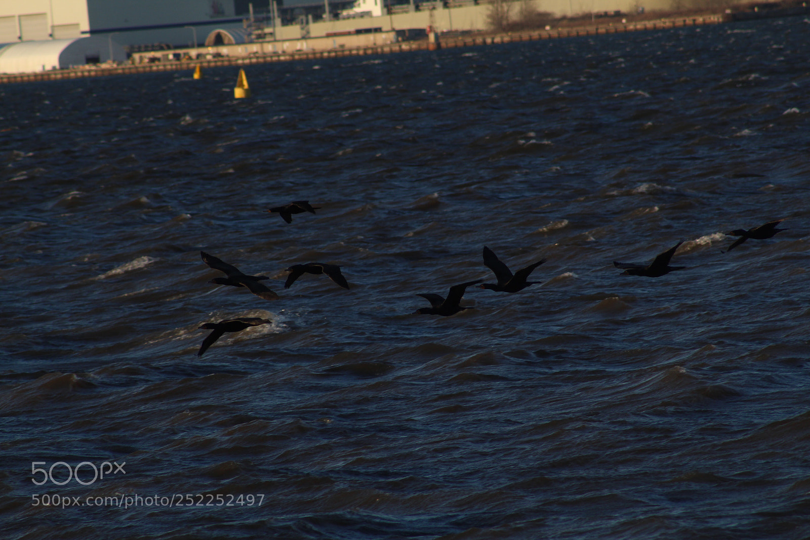 Canon EOS 1300D (EOS Rebel T6 / EOS Kiss X80) sample photo. Birds on river photography