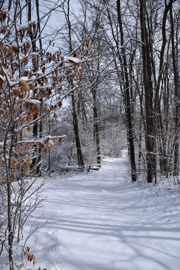 Nikon D3300 sample photo. Still winter photography