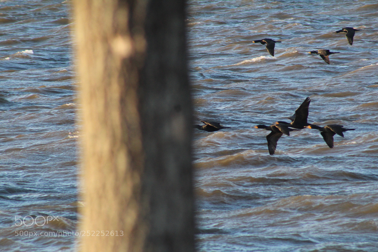 Canon EOS 1300D (EOS Rebel T6 / EOS Kiss X80) sample photo. Birds flying  photography
