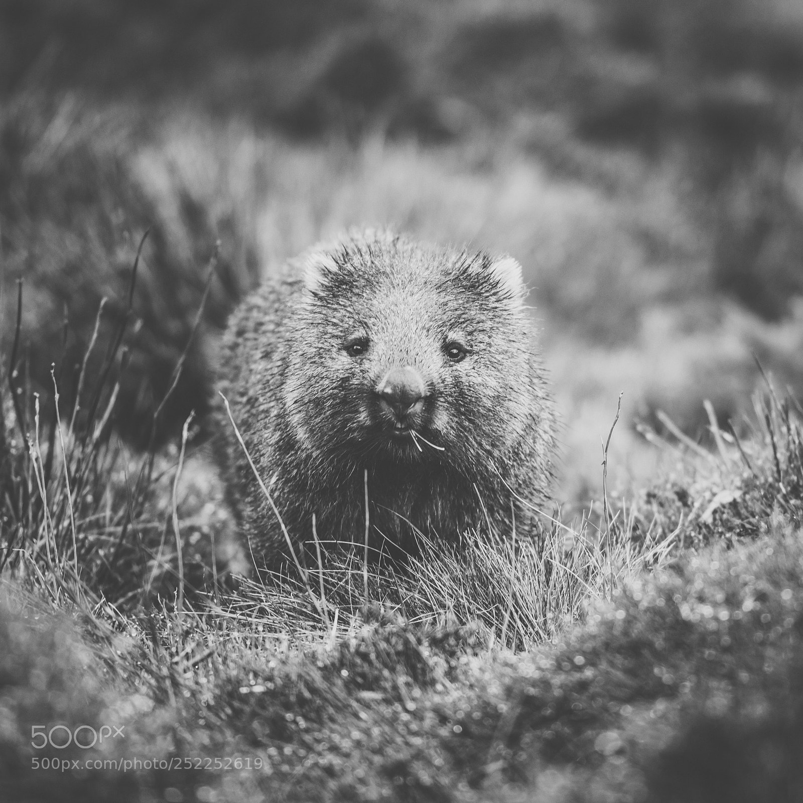 Nikon D800 sample photo. Wombat during the day photography
