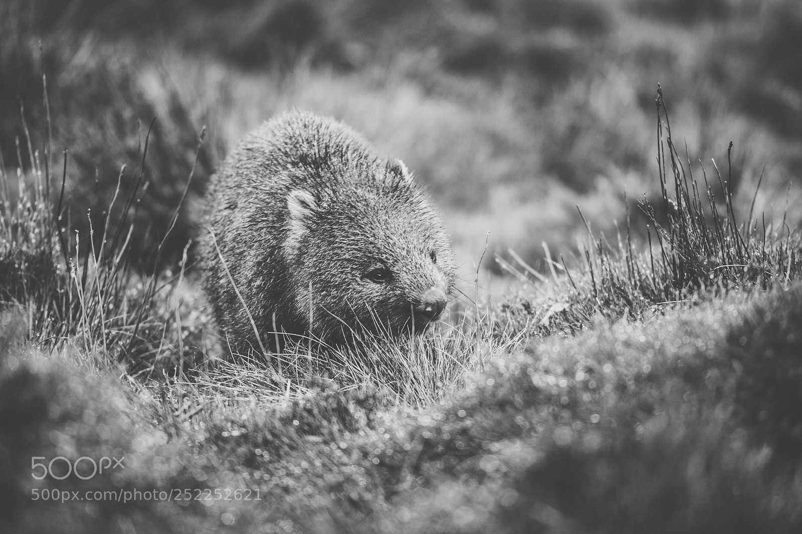 Nikon D800 sample photo. Wombat during the day photography