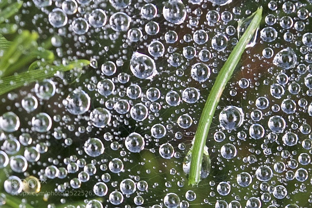 Nikon D3100 sample photo. Oh what a tangled photography