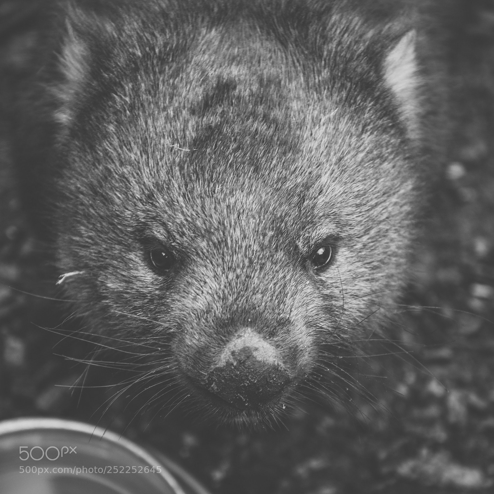 Nikon D800 sample photo. Wombat during the day photography