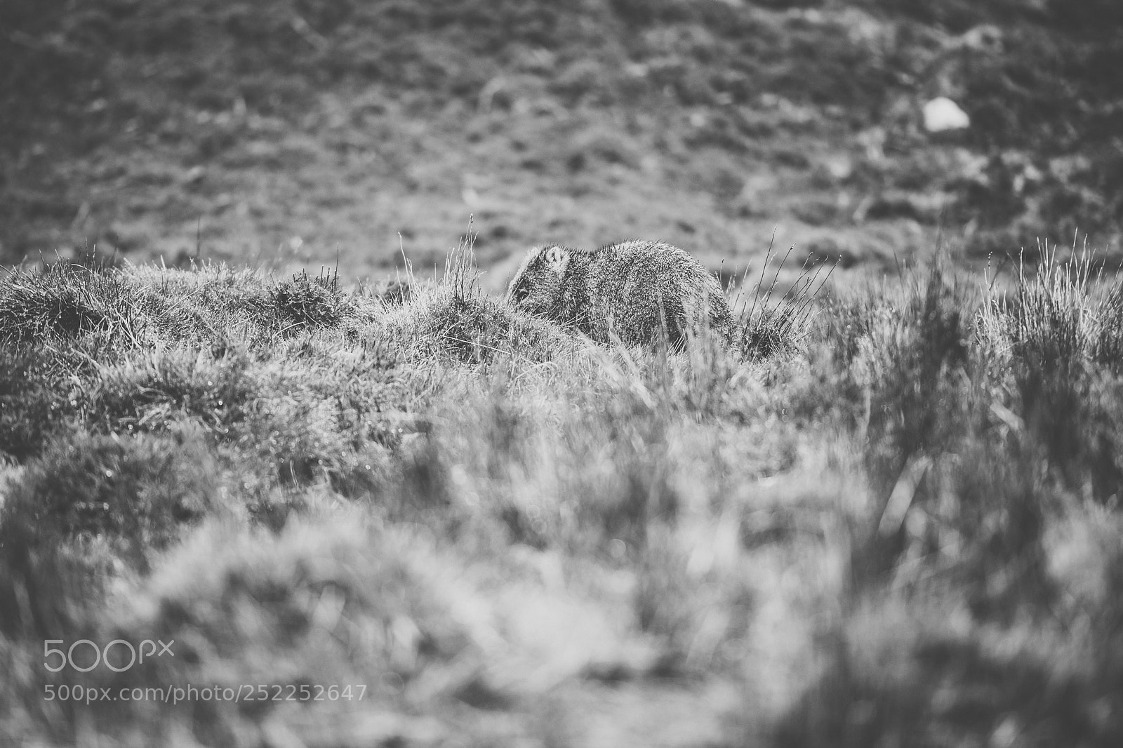 Nikon D800 sample photo. Wombat during the day photography