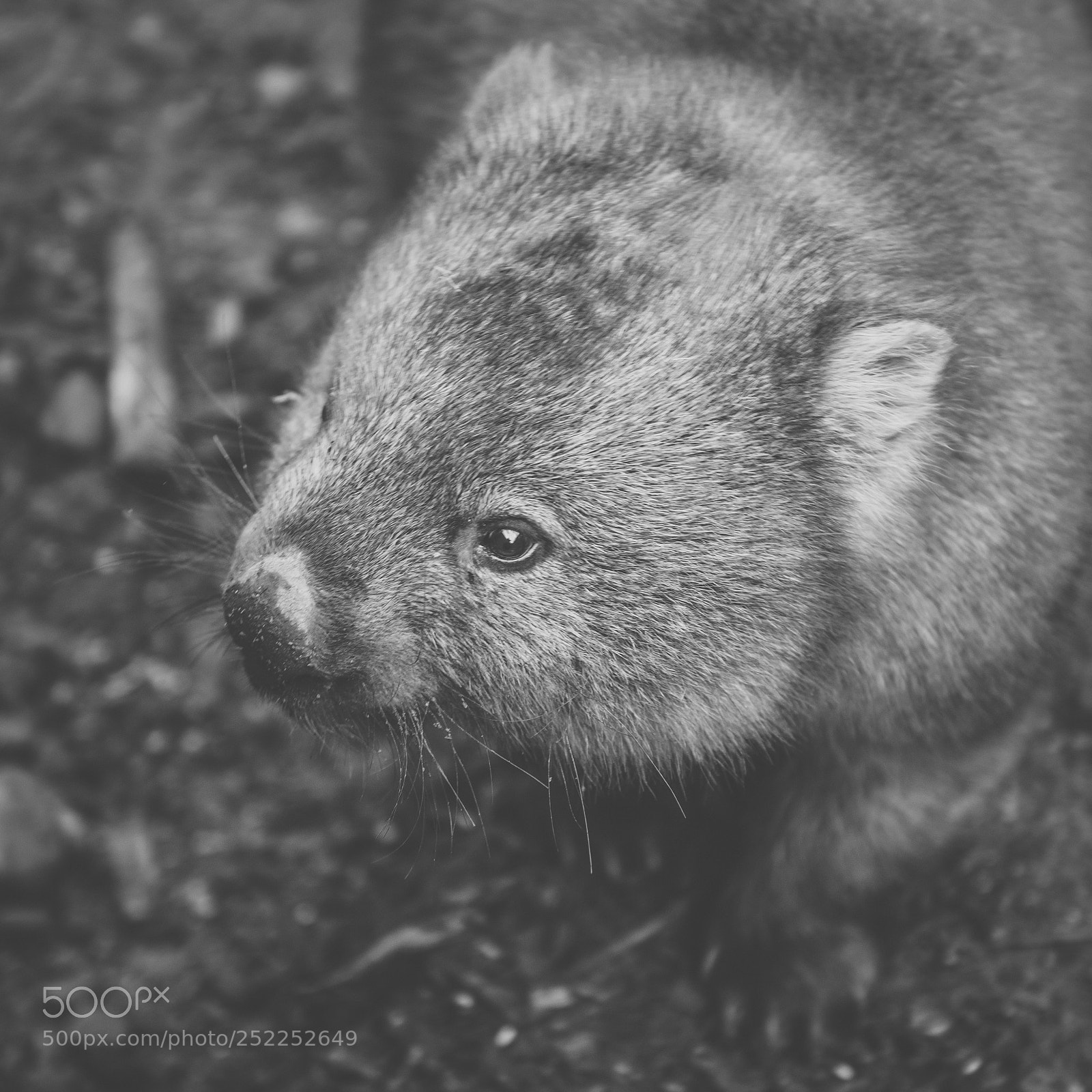 Nikon D800 sample photo. Wombat during the day photography