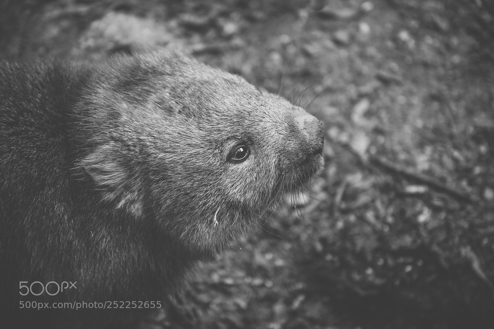 Nikon D800 sample photo. Wombat during the day photography