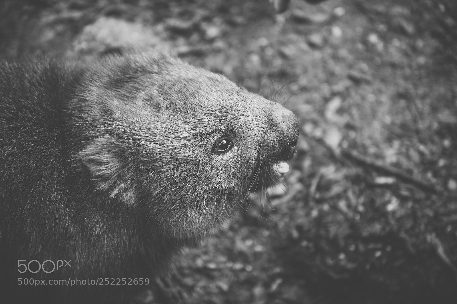 Nikon D800 sample photo. Wombat during the day photography
