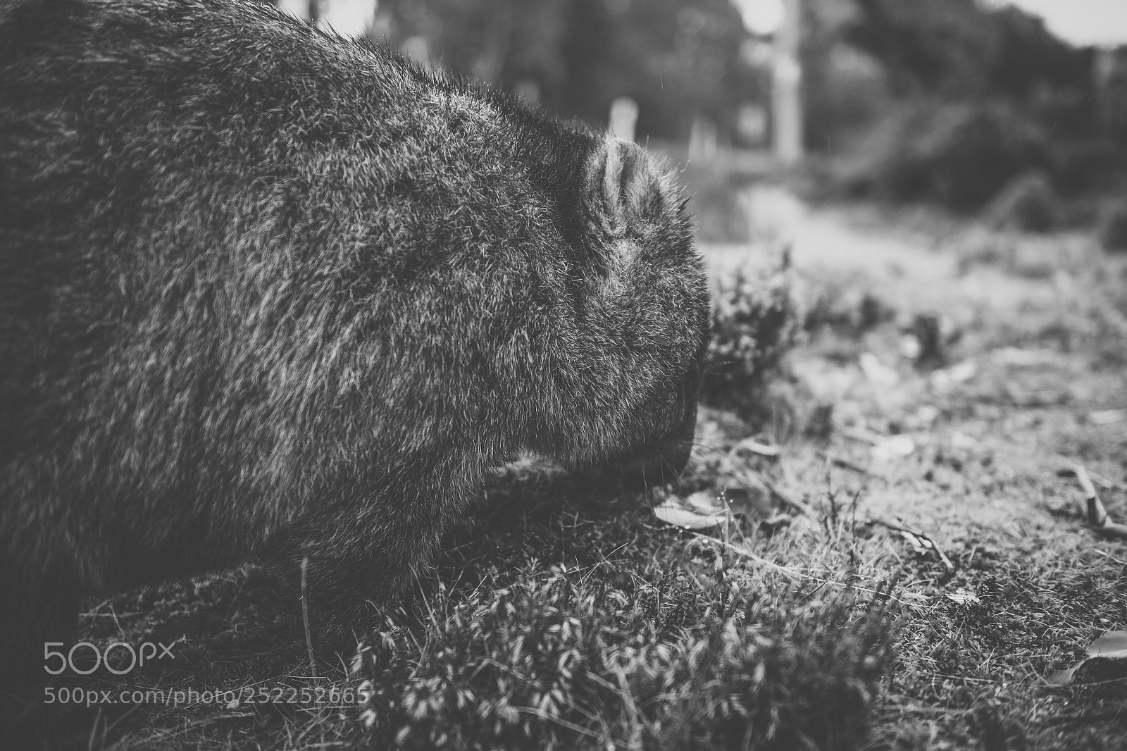 Nikon D800 sample photo. Wombat during the day photography