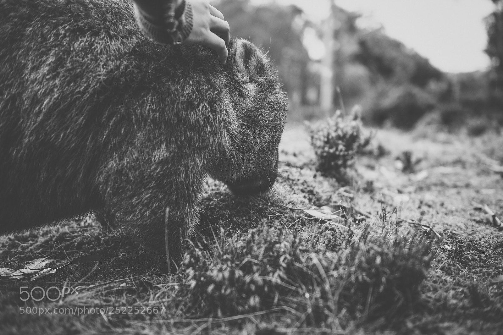 Nikon D800 sample photo. Wombat during the day photography