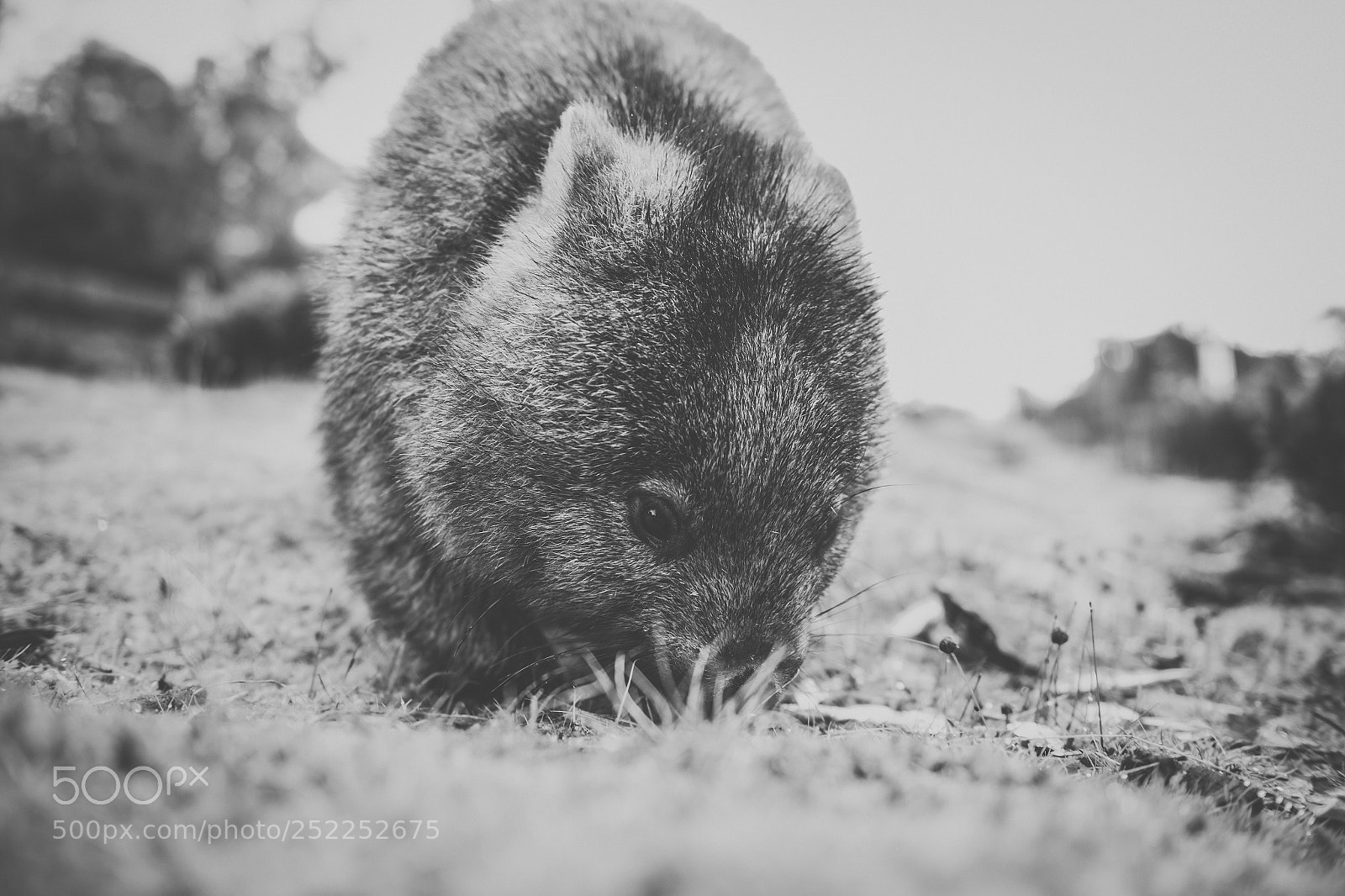 Nikon D800 sample photo. Wombat during the day photography