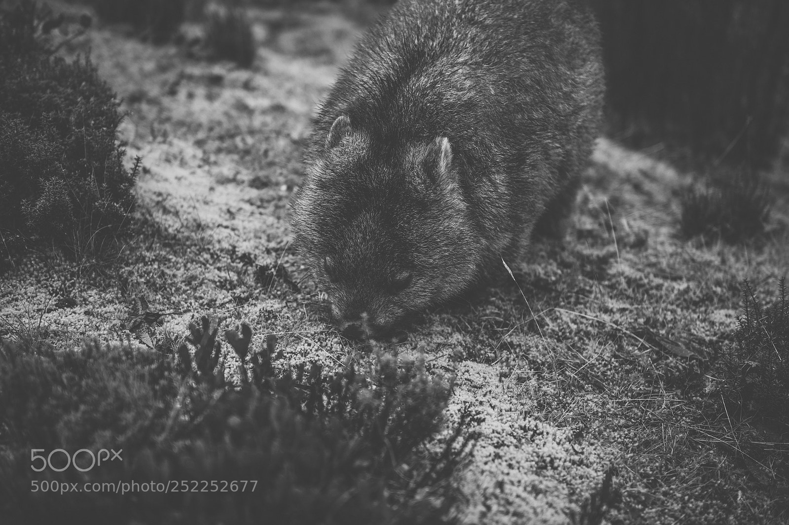 Nikon D800 sample photo. Wombat during the day photography