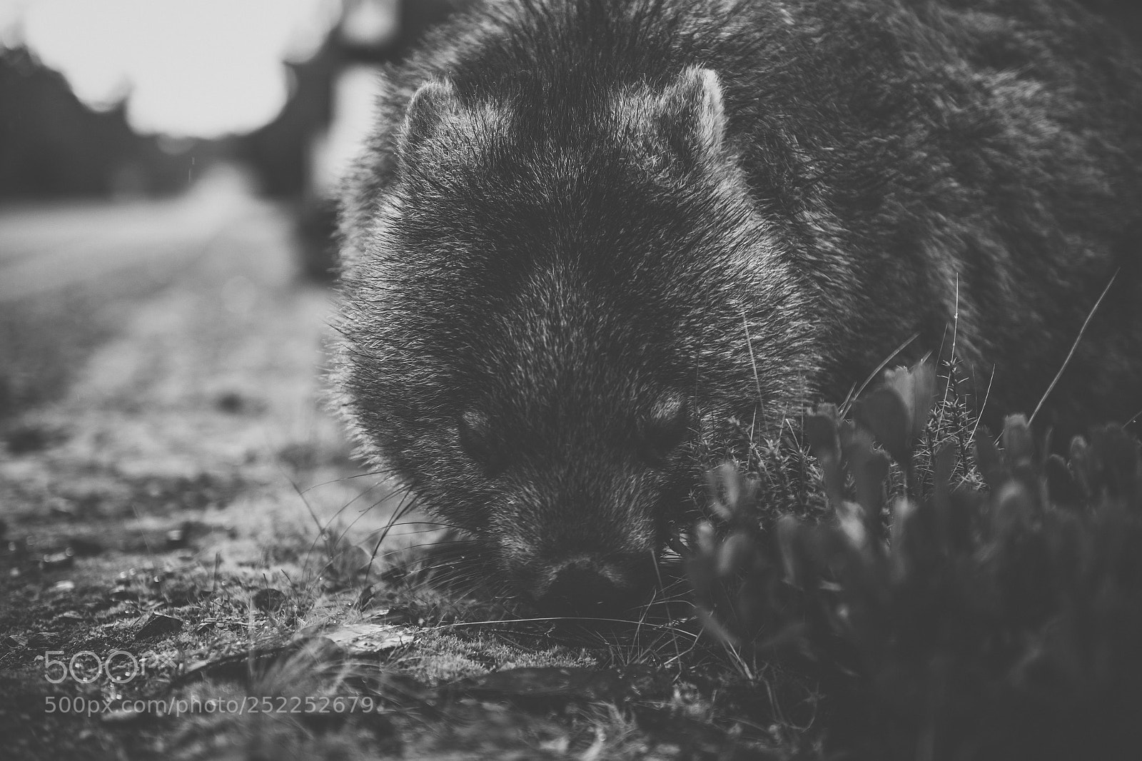 Nikon D800 sample photo. Wombat during the day photography