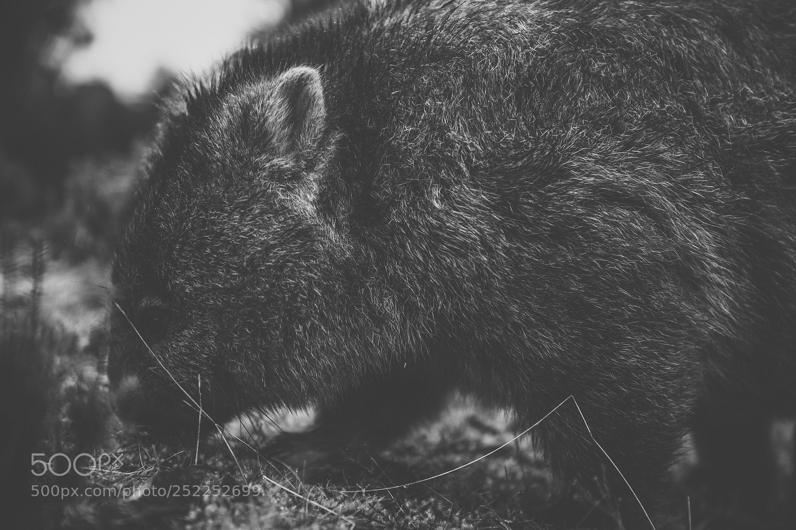 Nikon D800 sample photo. Wombat during the day photography