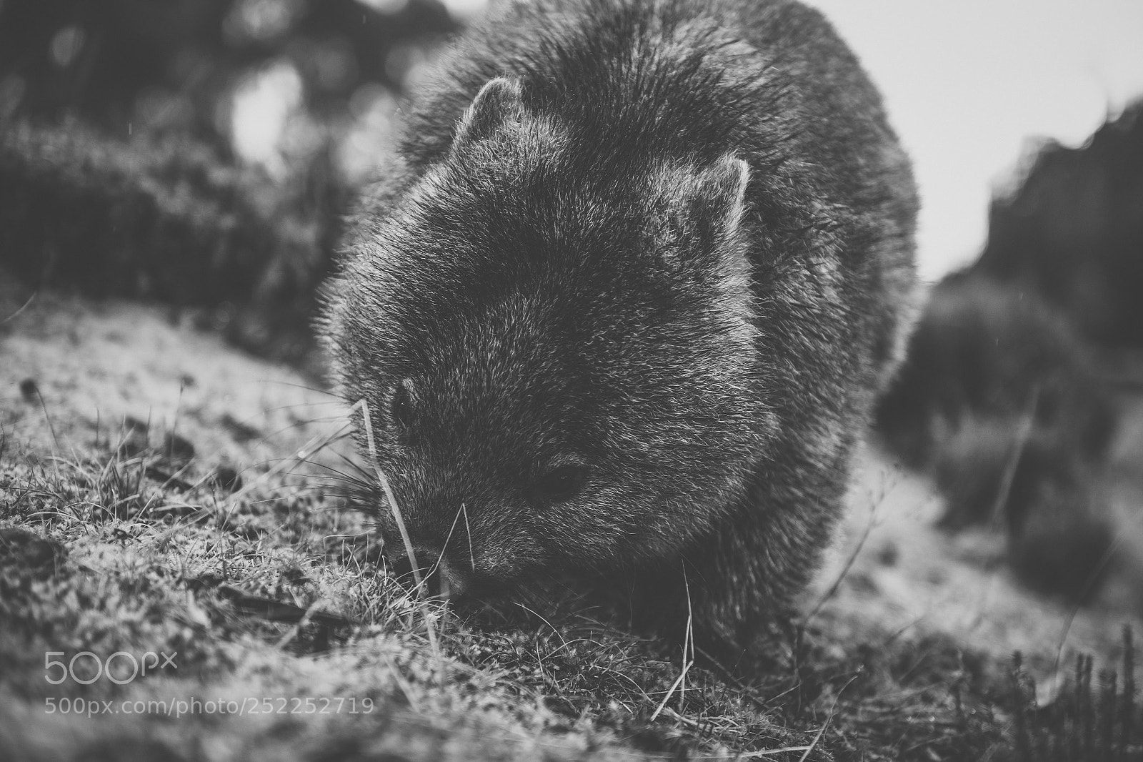 Nikon D800 sample photo. Wombat during the day photography