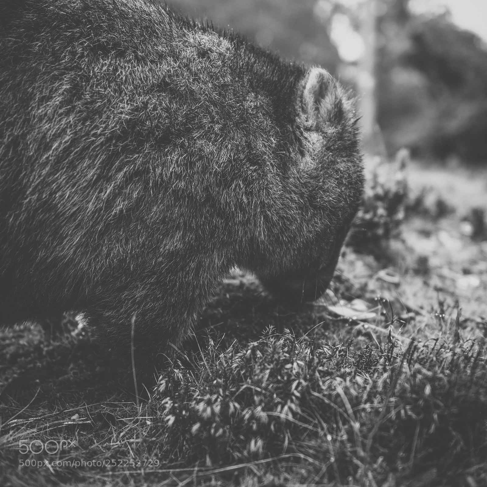 Nikon D800 sample photo. Wombat during the day photography