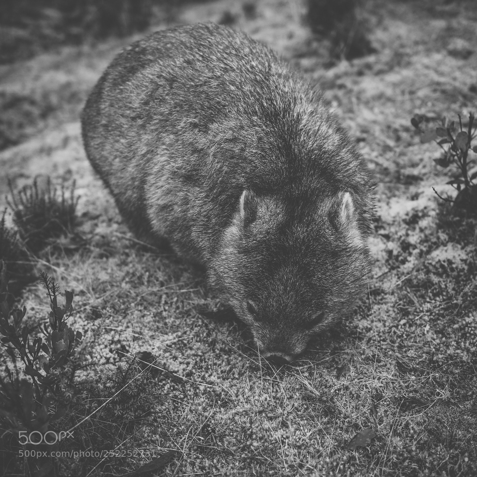 Nikon D800 sample photo. Wombat during the day photography