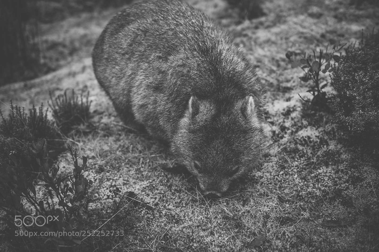 Nikon D800 sample photo. Wombat during the day photography