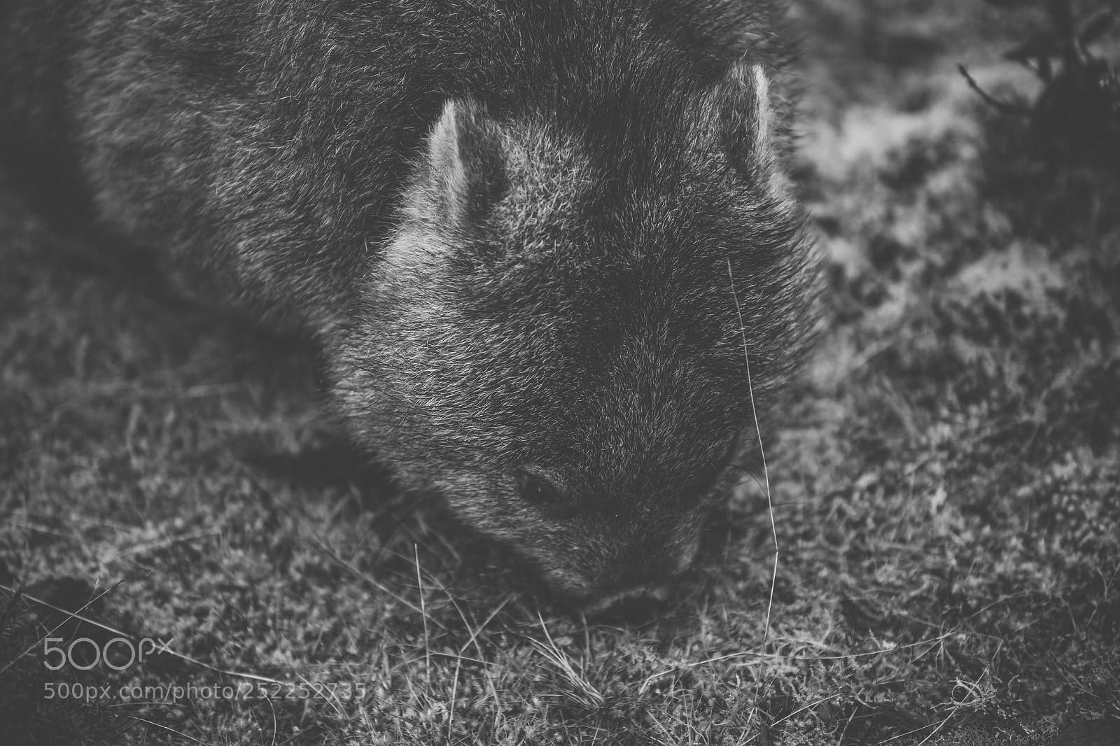Nikon D800 sample photo. Wombat during the day photography