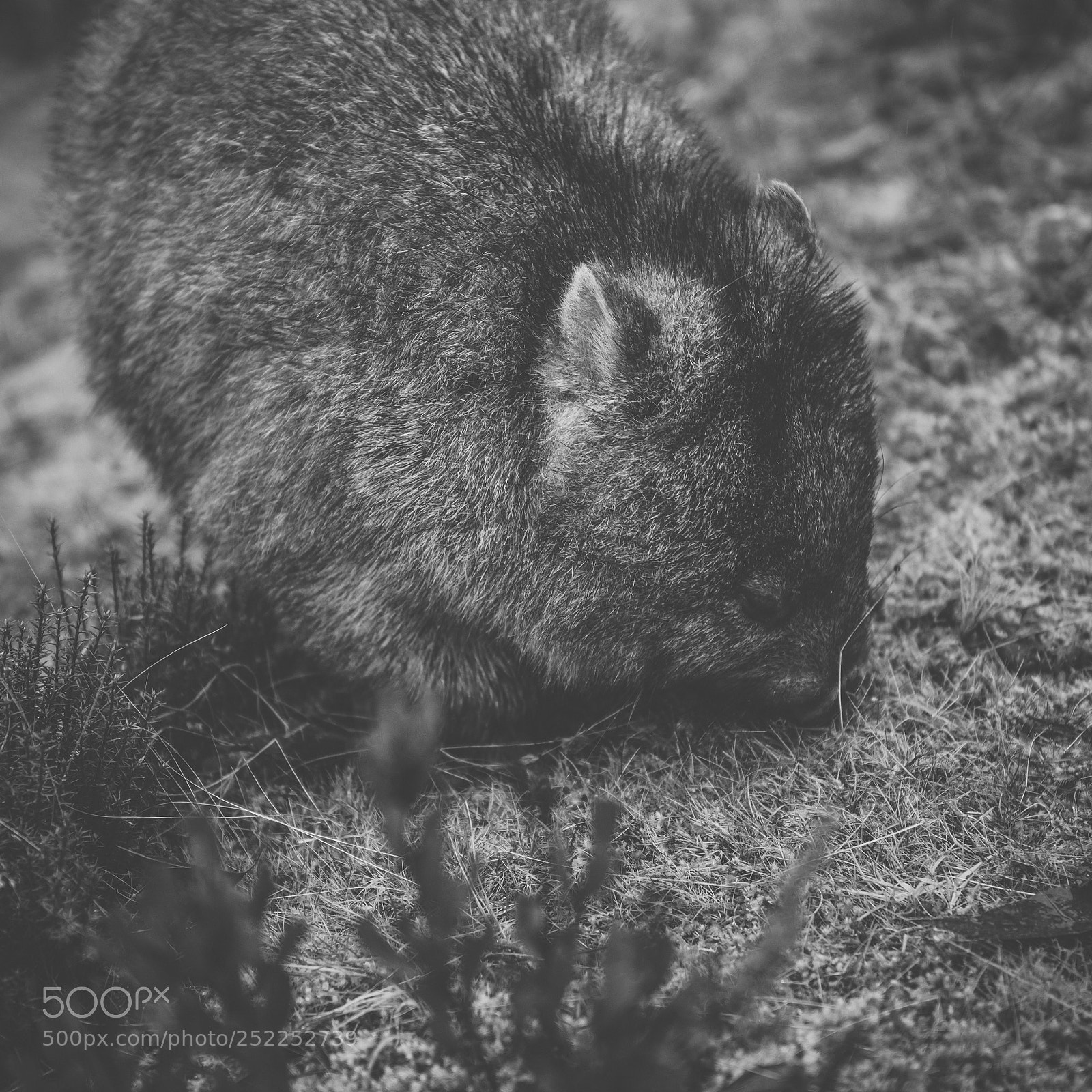Nikon D800 sample photo. Wombat during the day photography