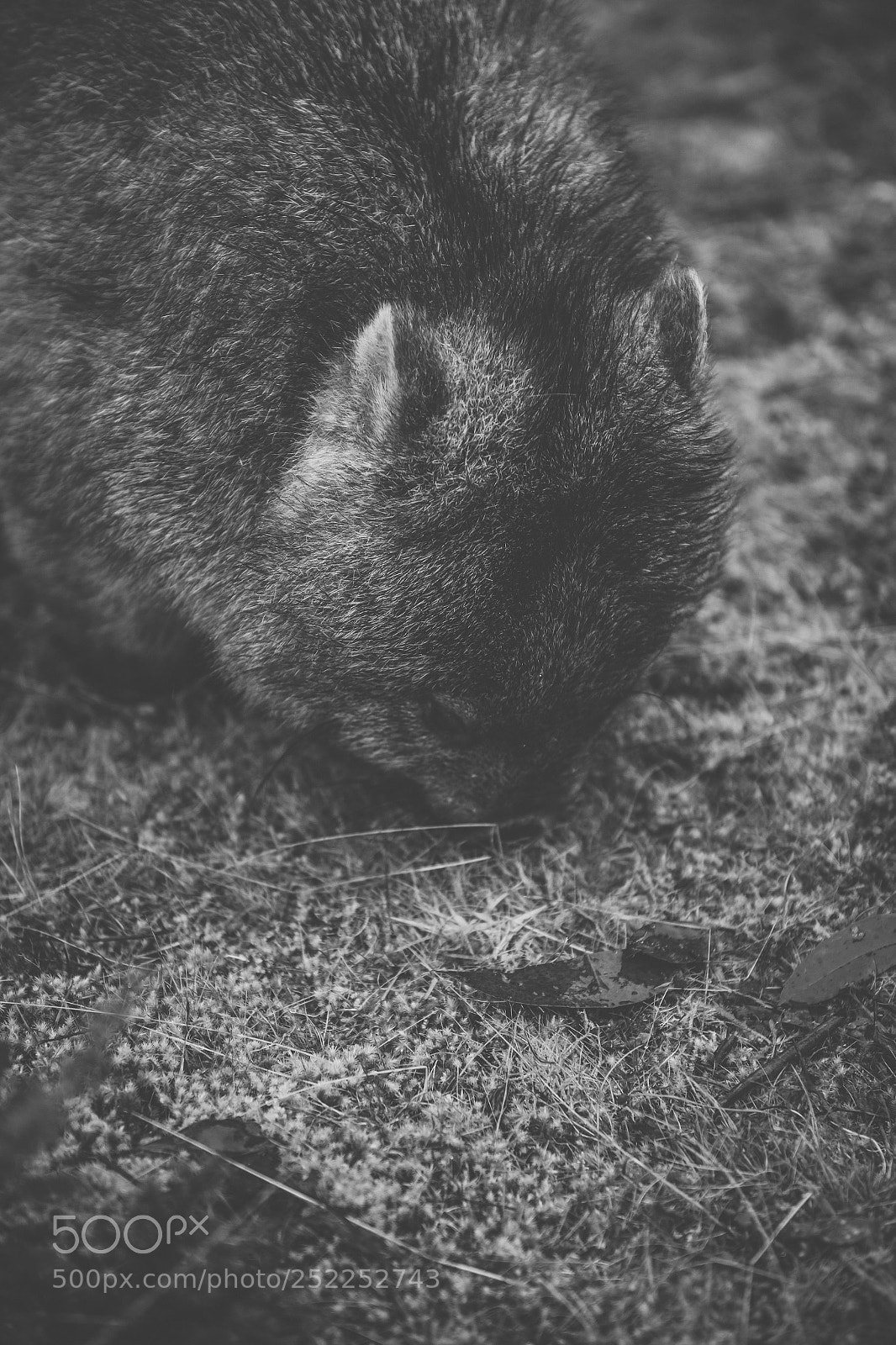 Nikon D800 sample photo. Wombat during the day photography