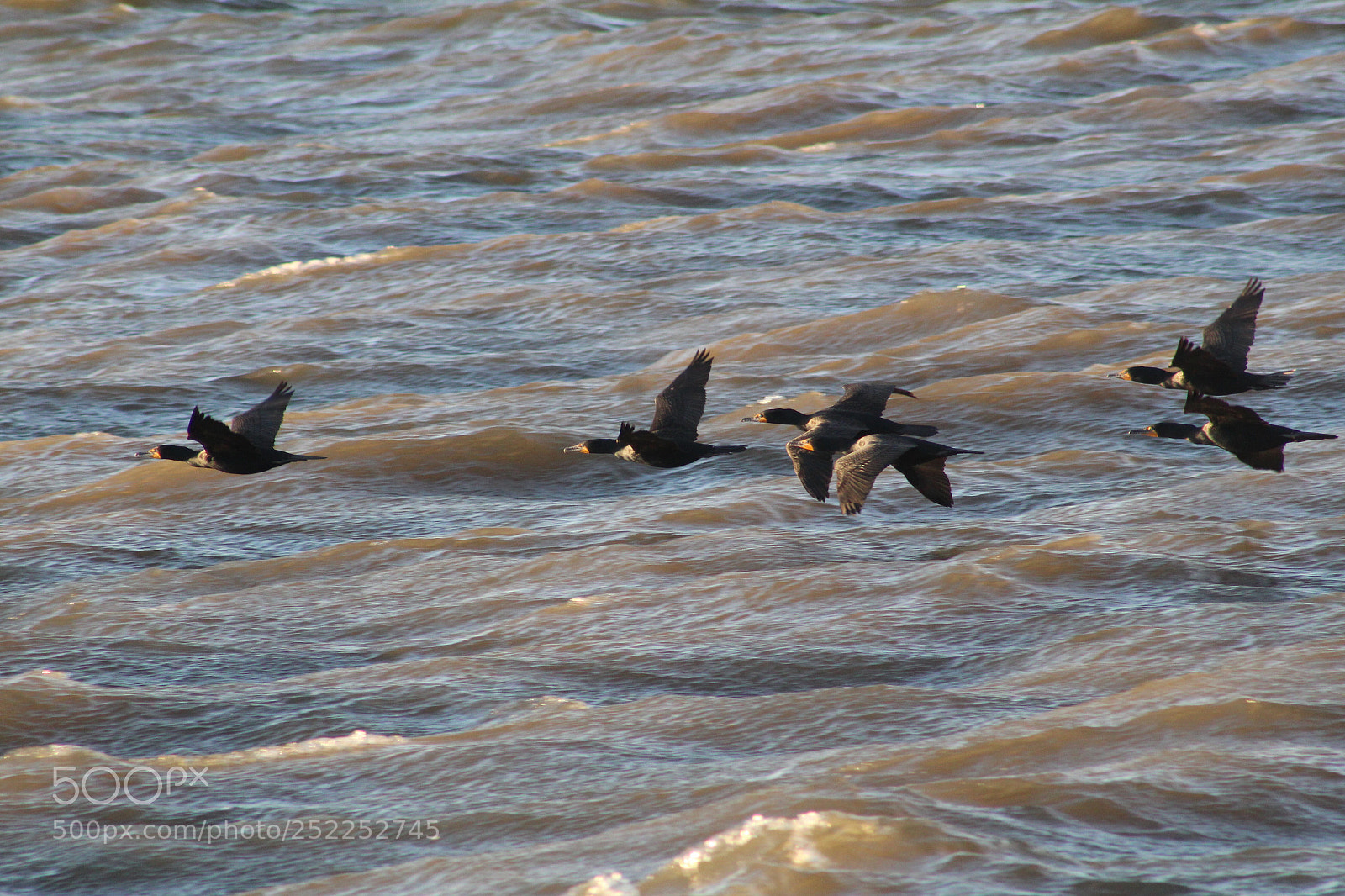 Canon EOS 1300D (EOS Rebel T6 / EOS Kiss X80) sample photo. Ducks flying over river  photography