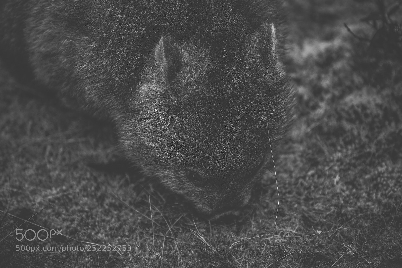 Nikon D800 sample photo. Wombat during the day photography