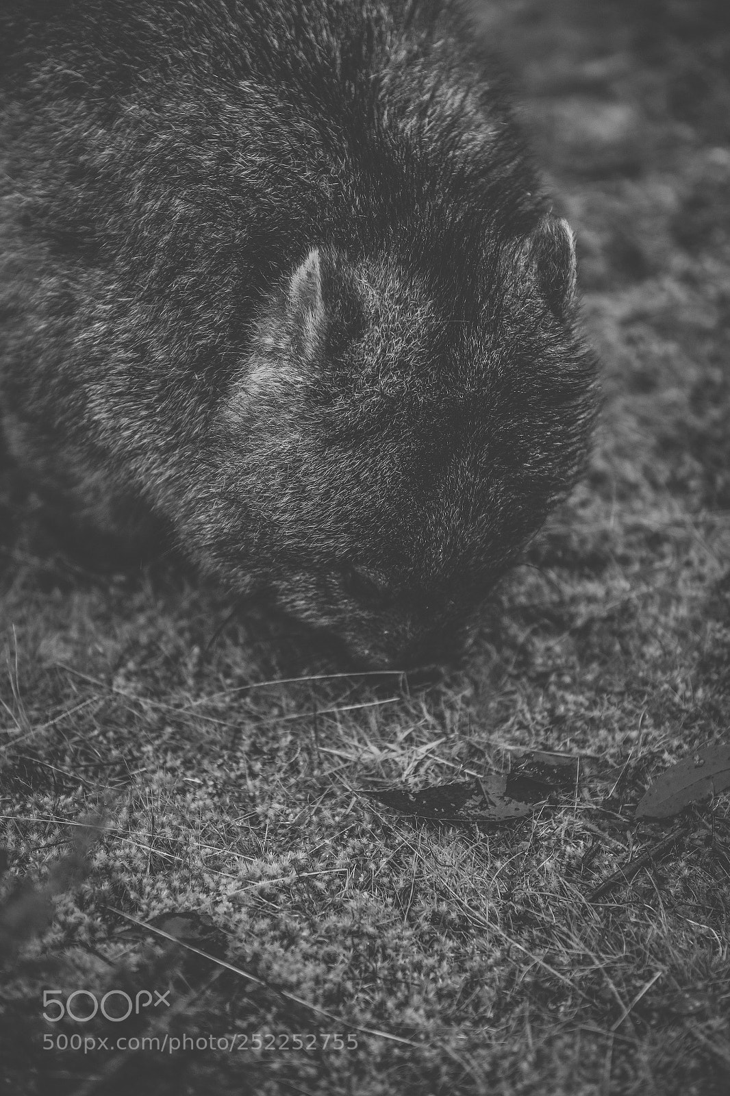 Nikon D800 sample photo. Wombat during the day photography