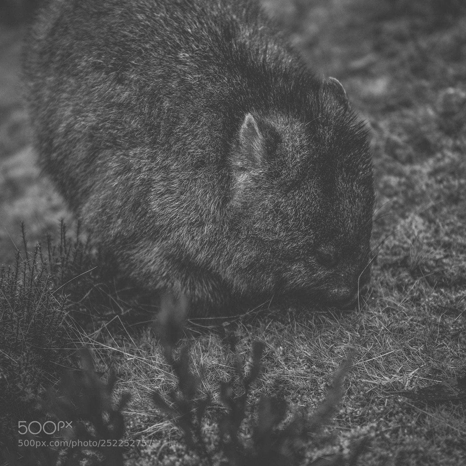 Nikon D800 sample photo. Wombat during the day photography