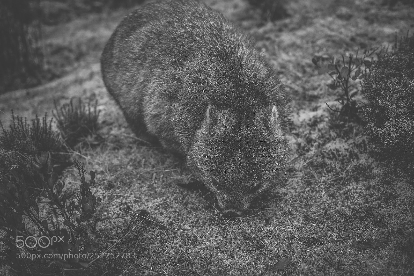 Nikon D800 sample photo. Wombat during the day photography