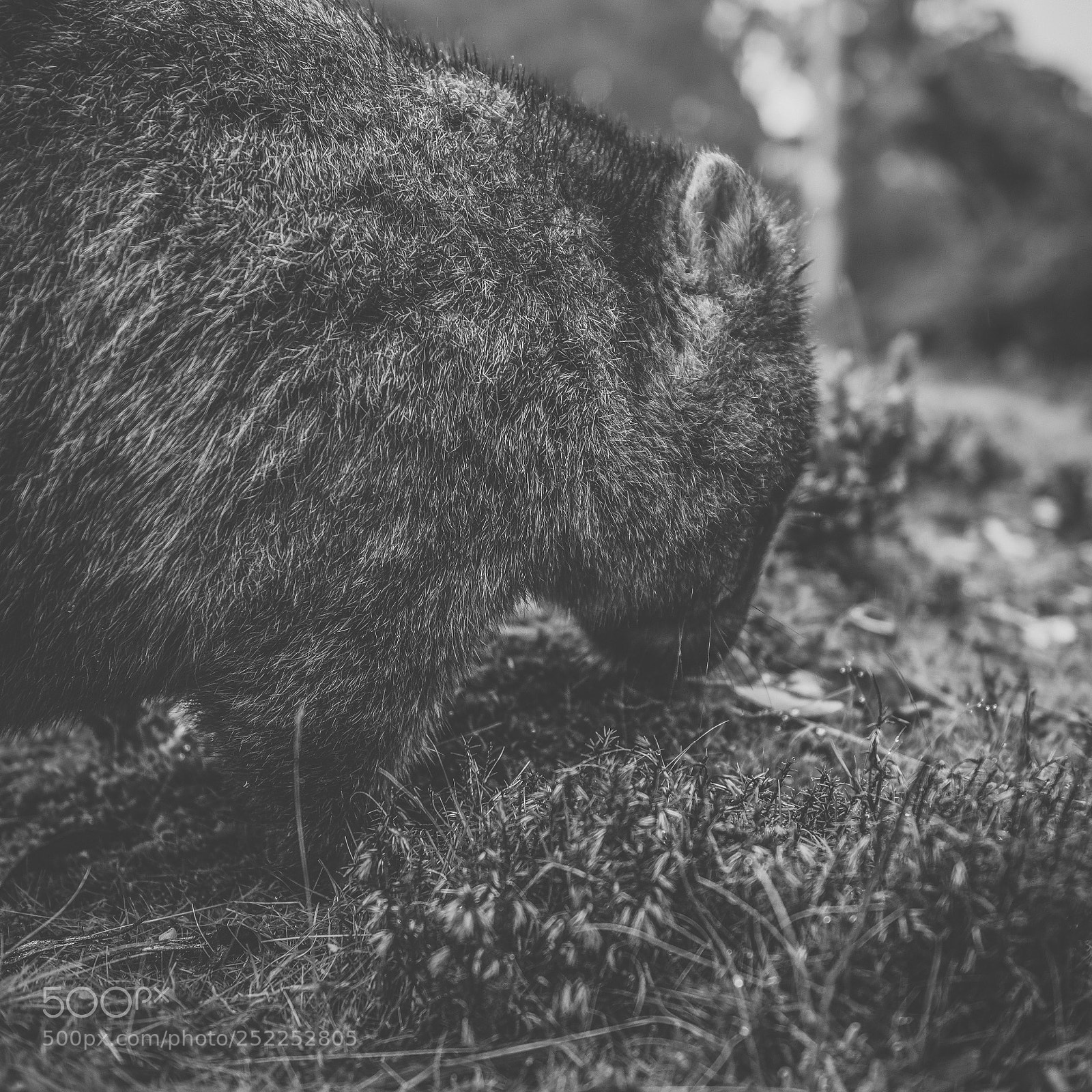 Nikon D800 sample photo. Wombat during the day photography