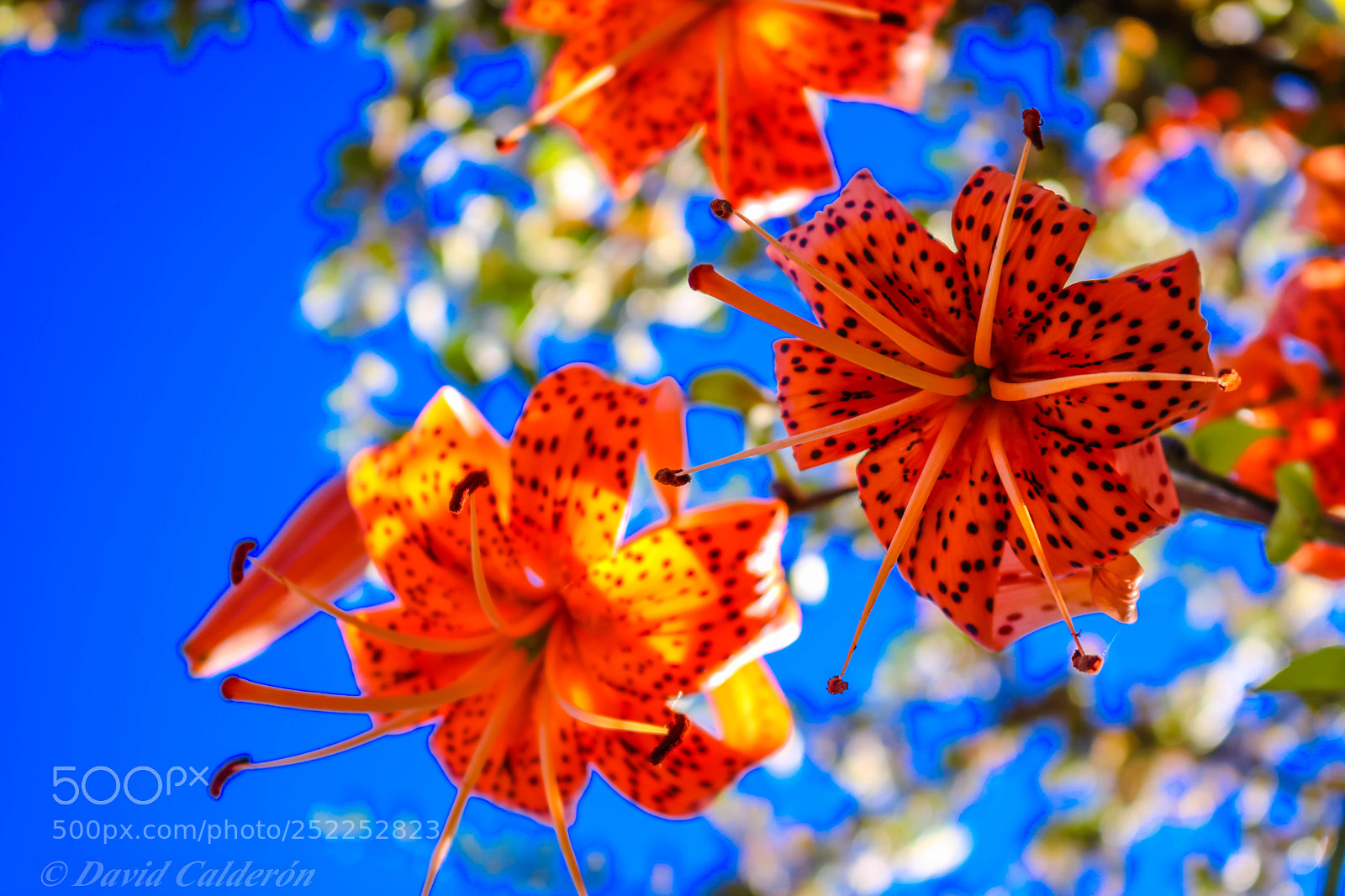 Canon EOS 750D (EOS Rebel T6i / EOS Kiss X8i) sample photo. Lilium photography