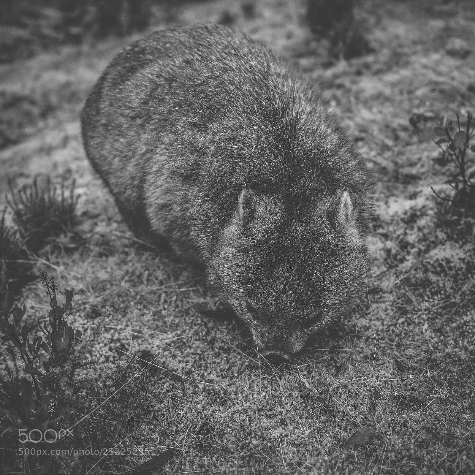 Nikon D800 sample photo. Wombat during the day photography