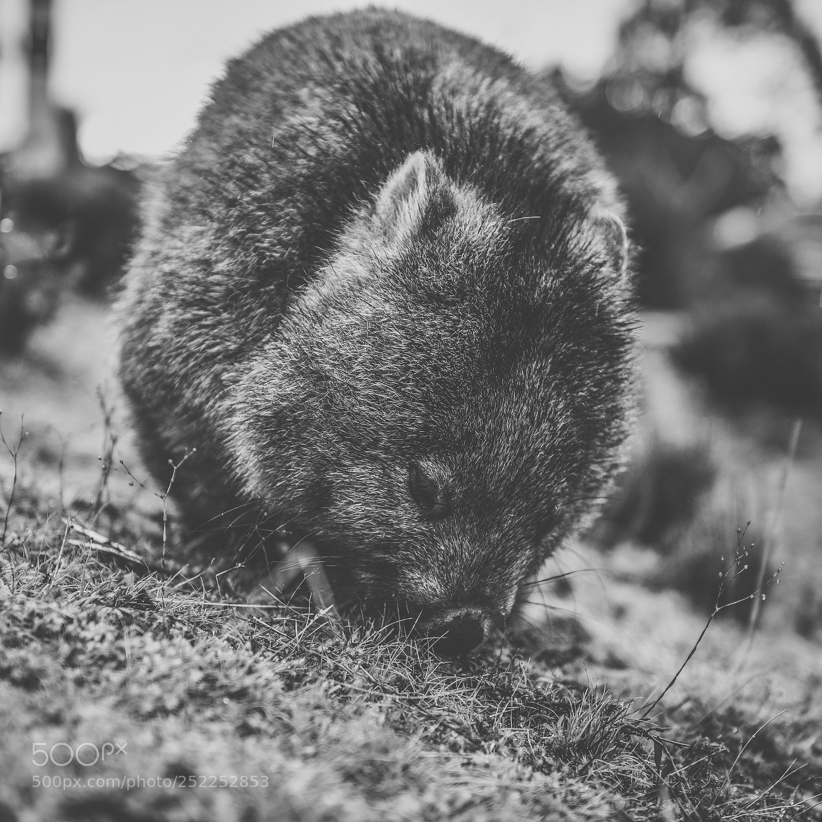 Nikon D800 sample photo. Wombat during the day photography