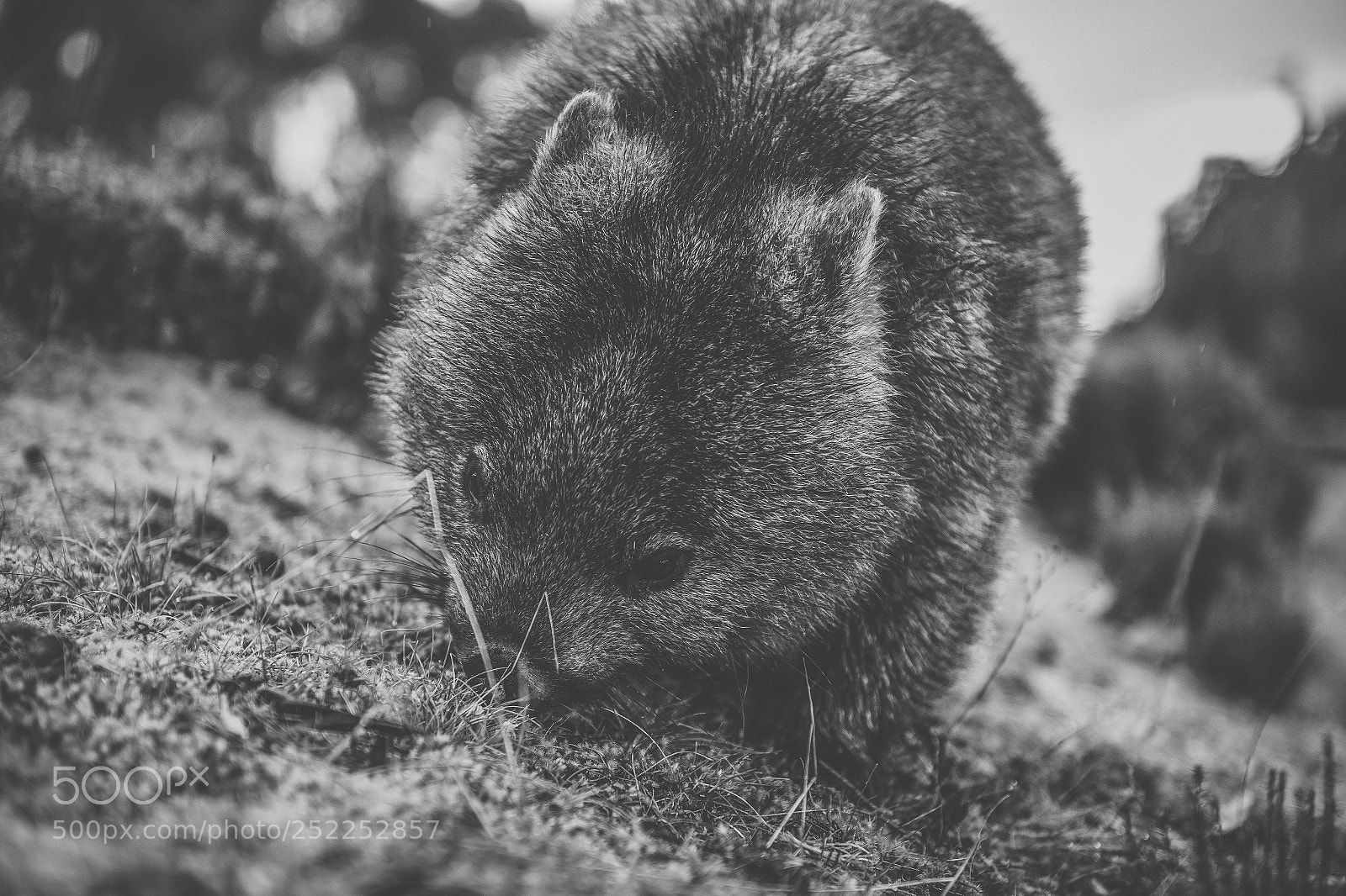 Nikon D800 sample photo. Wombat during the day photography