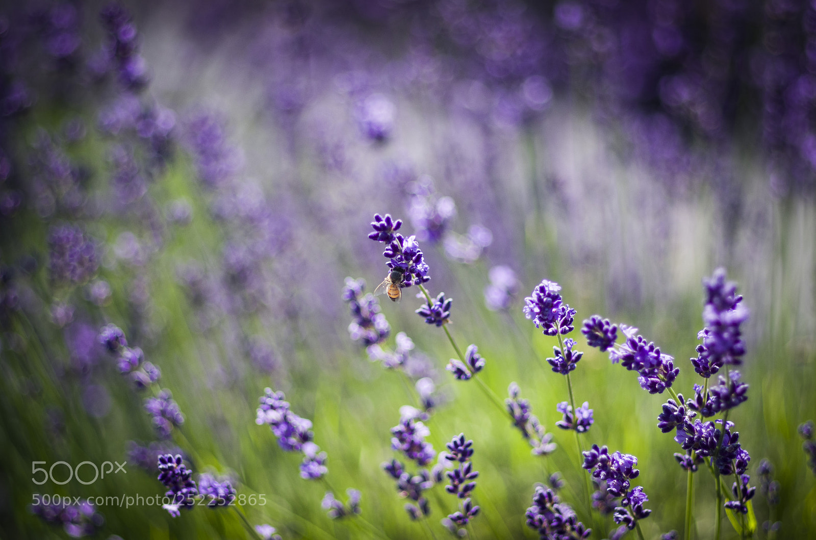 Pentax K-5 sample photo. Lavender & bee photography