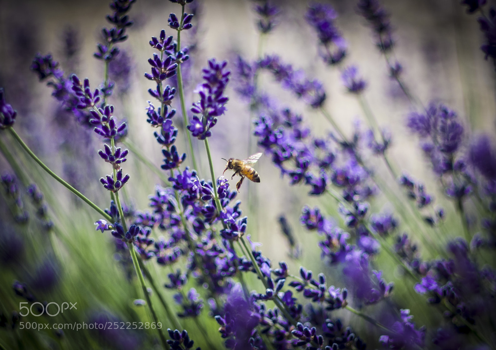 Pentax K-5 sample photo. Lavender & bee photography