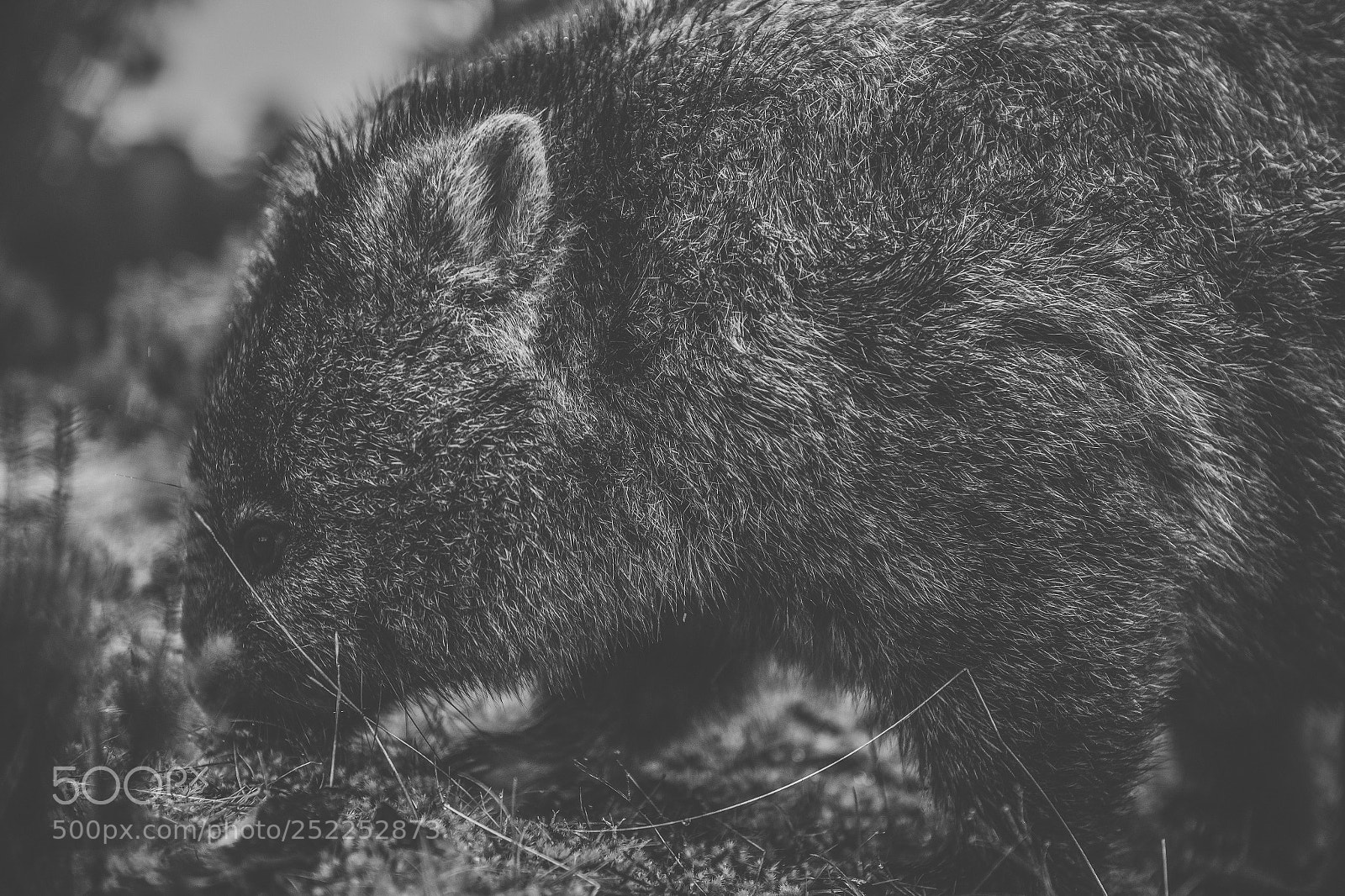 Nikon D800 sample photo. Wombat during the day photography