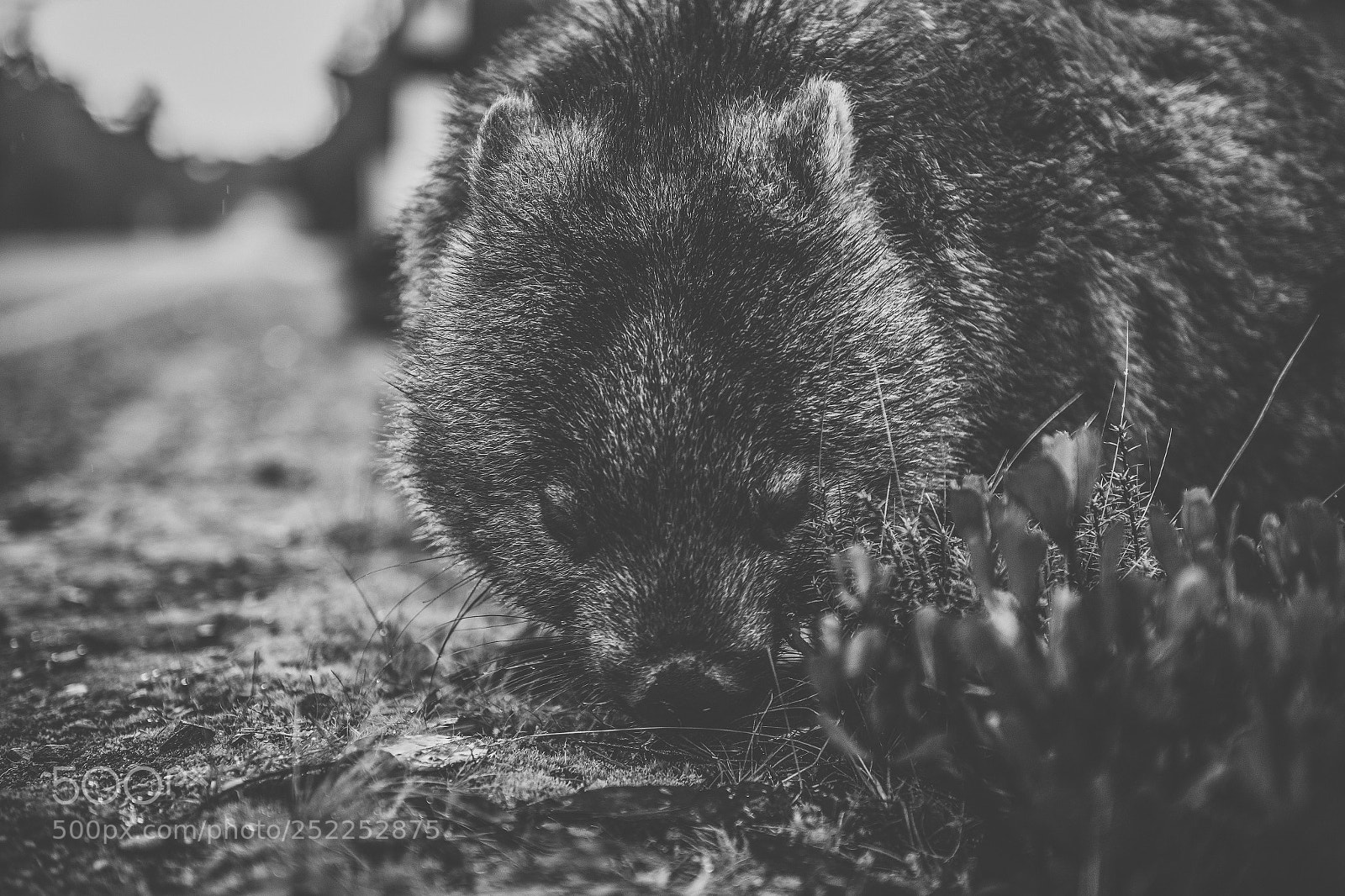 Nikon D800 sample photo. Wombat during the day photography