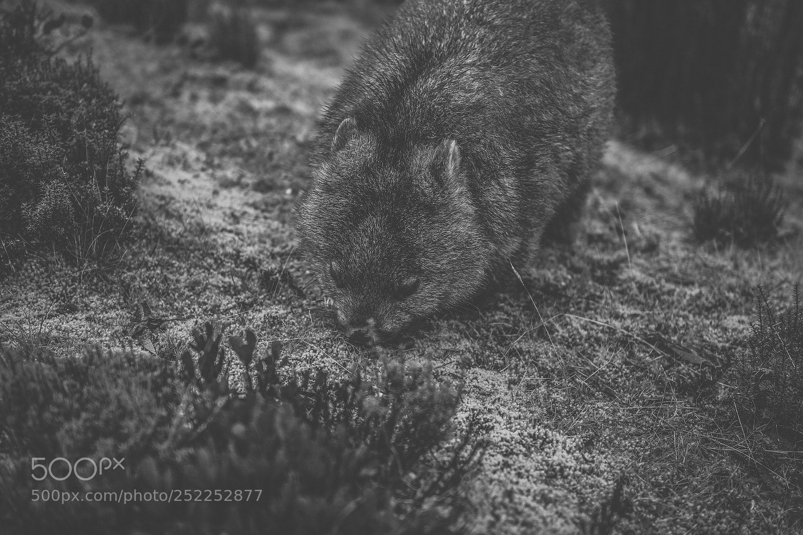 Nikon D800 sample photo. Wombat during the day photography