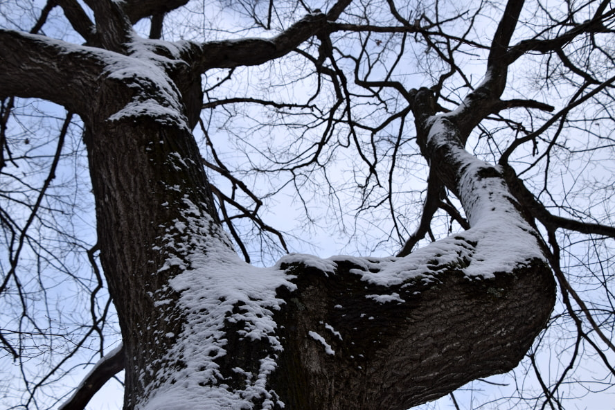 Nikon D3300 + Nikon AF-S DX Nikkor 18-300mm F3.5-6.3G ED VR sample photo. Tree ~ Árbol ~ drzewo ~ sach'a photography